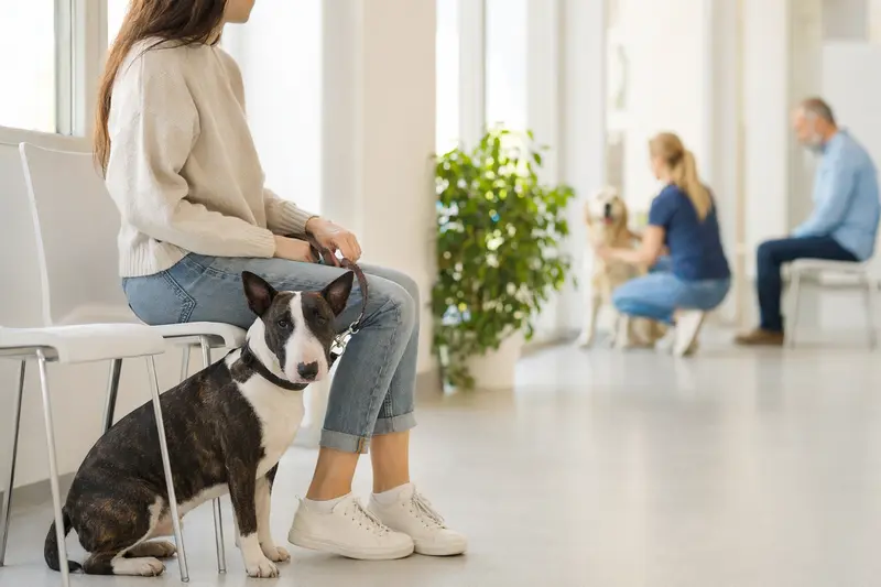 Ein Mini-Bullterrier sitzt ruhig neben seinem Besitzer im hellen Wartezimmer einer modernen Tierarztpraxis.